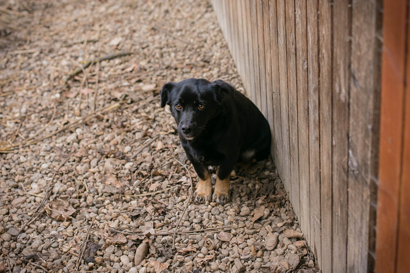 Pumba