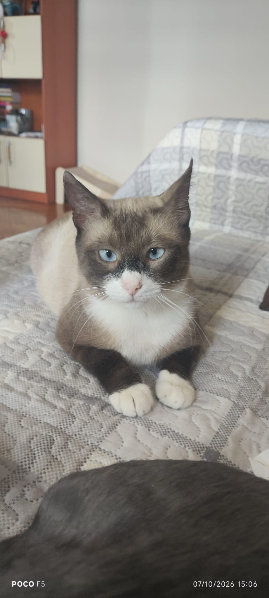 Cacao
