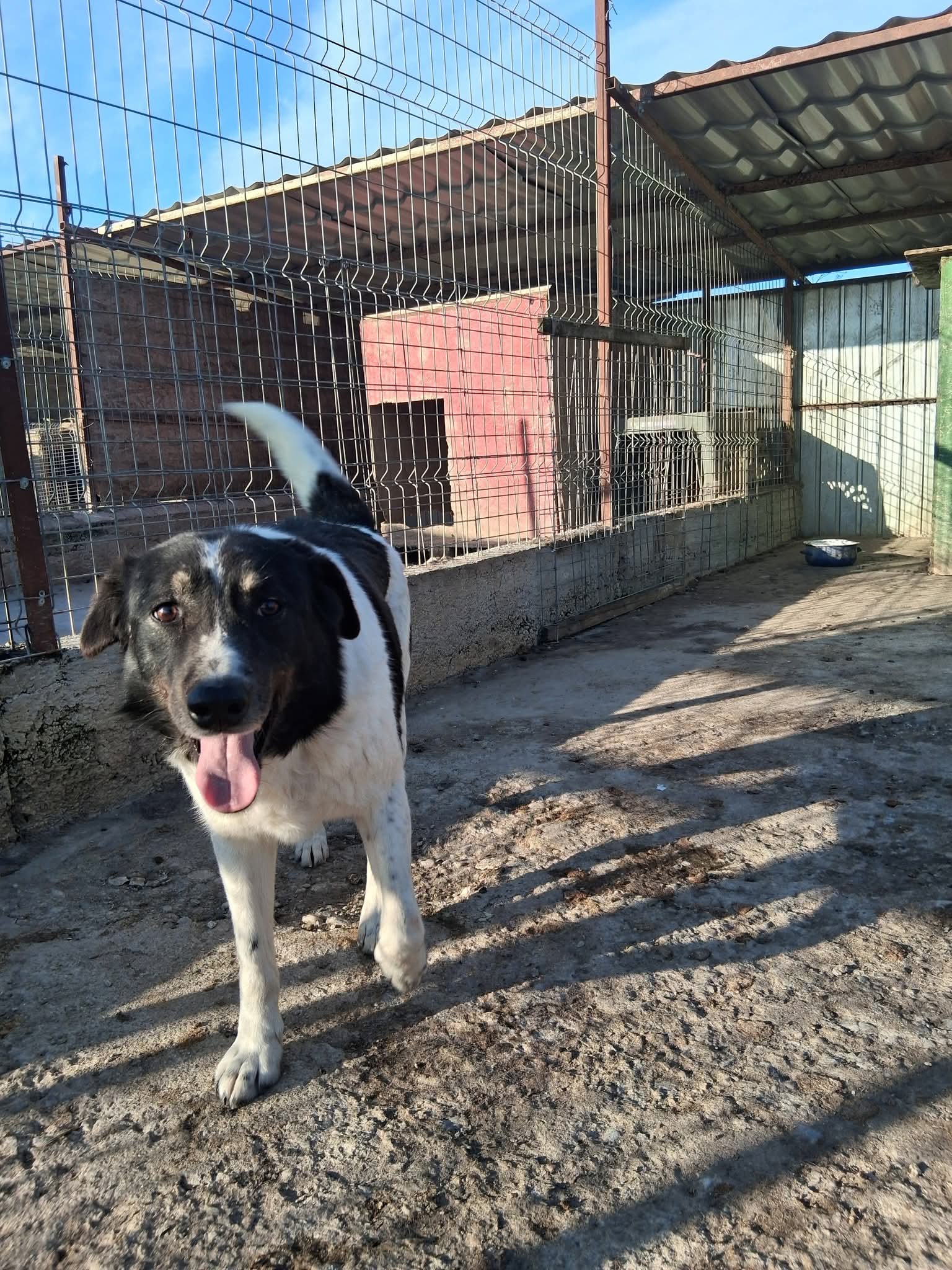 Joschi  - armes Seelchen