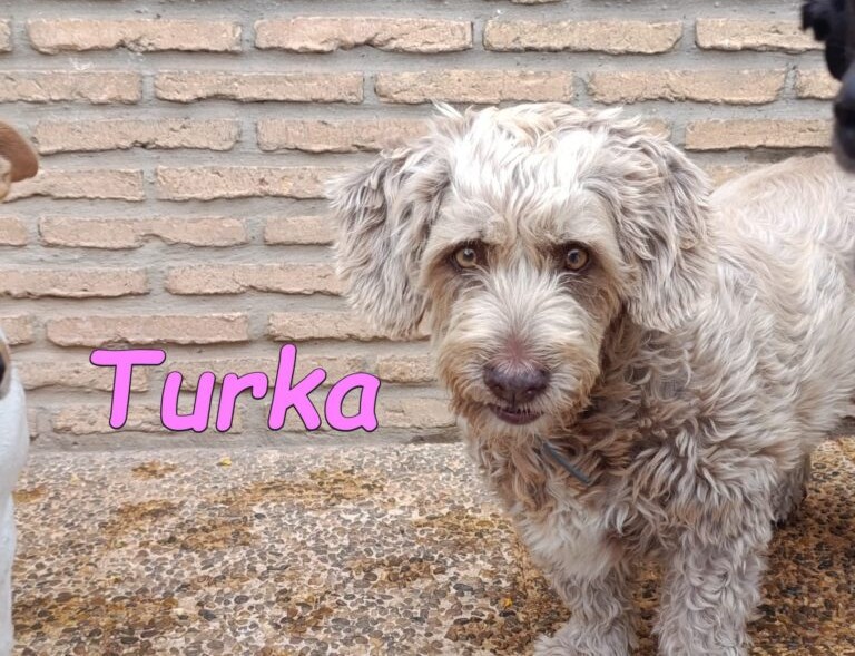 Turka