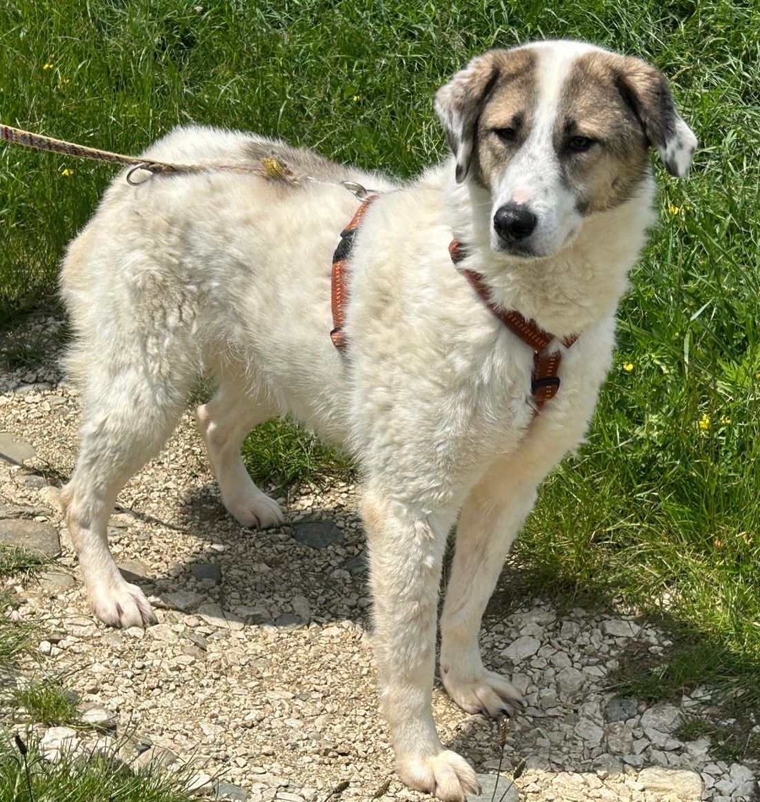Nala
