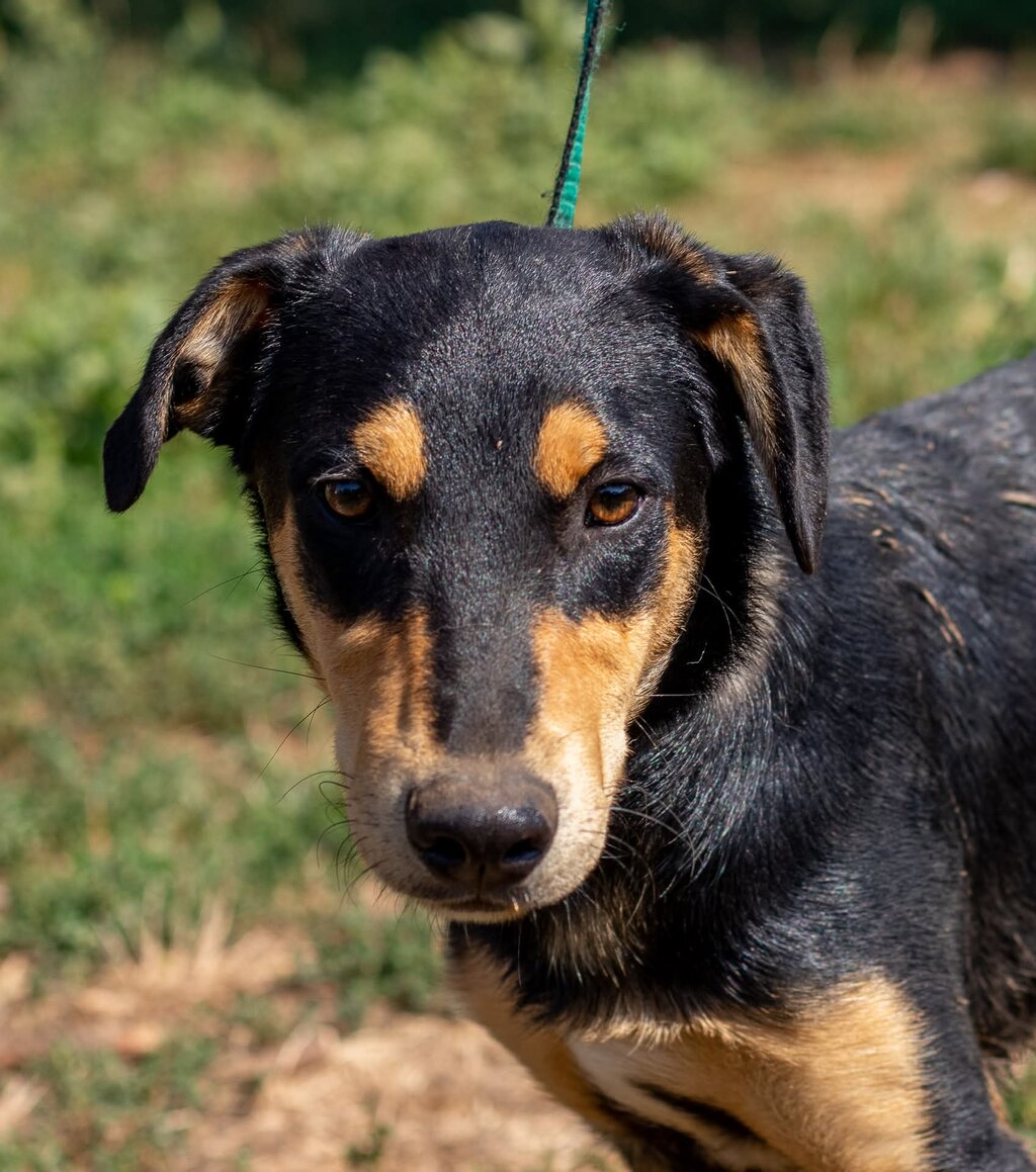 Balu