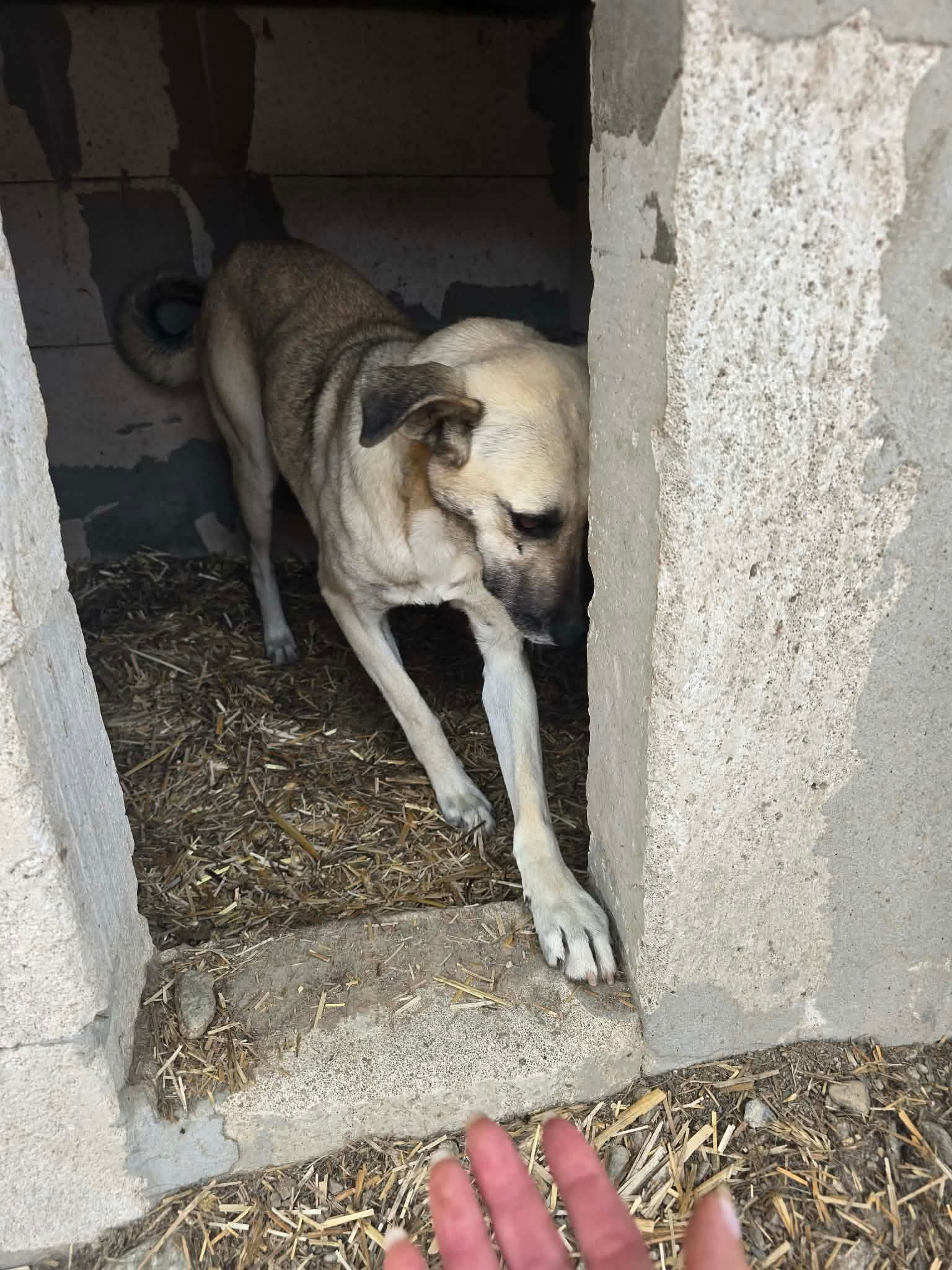 Amica - im Shelter gestresst