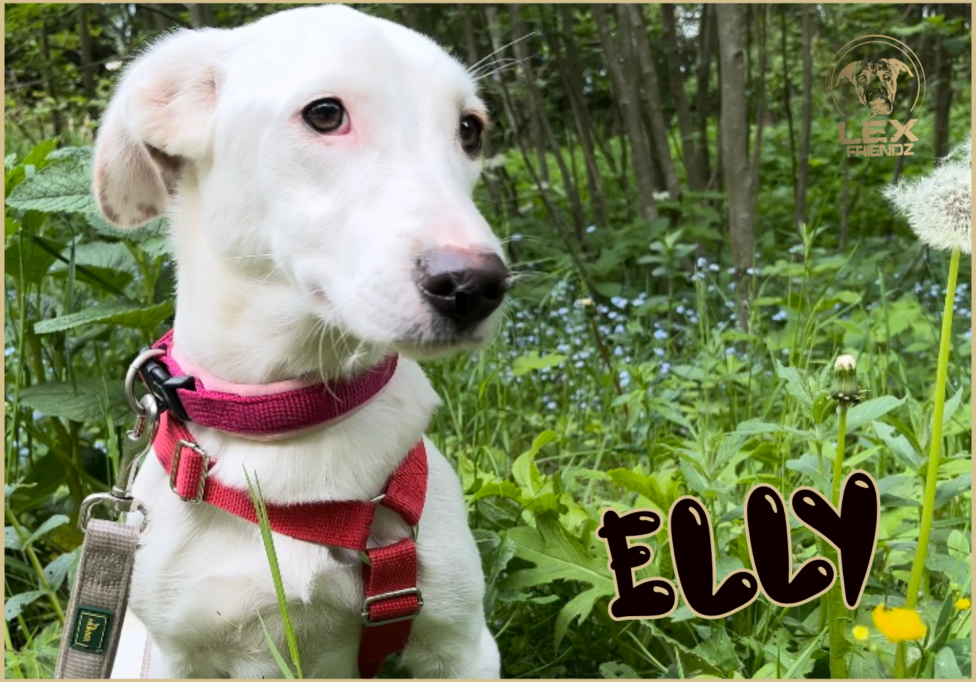 ELLY - in 83727
