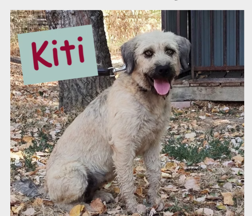 Kiti