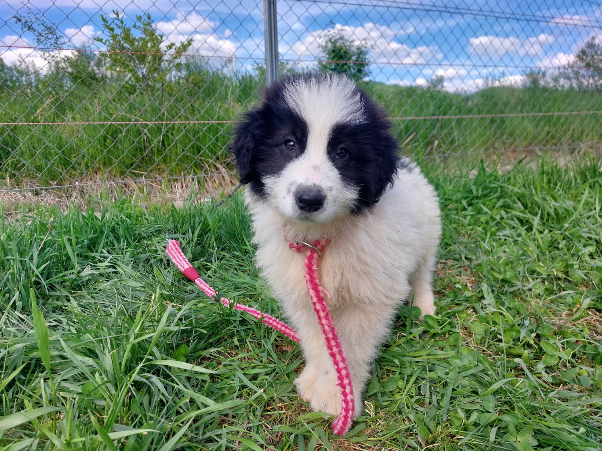 Ian 🐾🐕