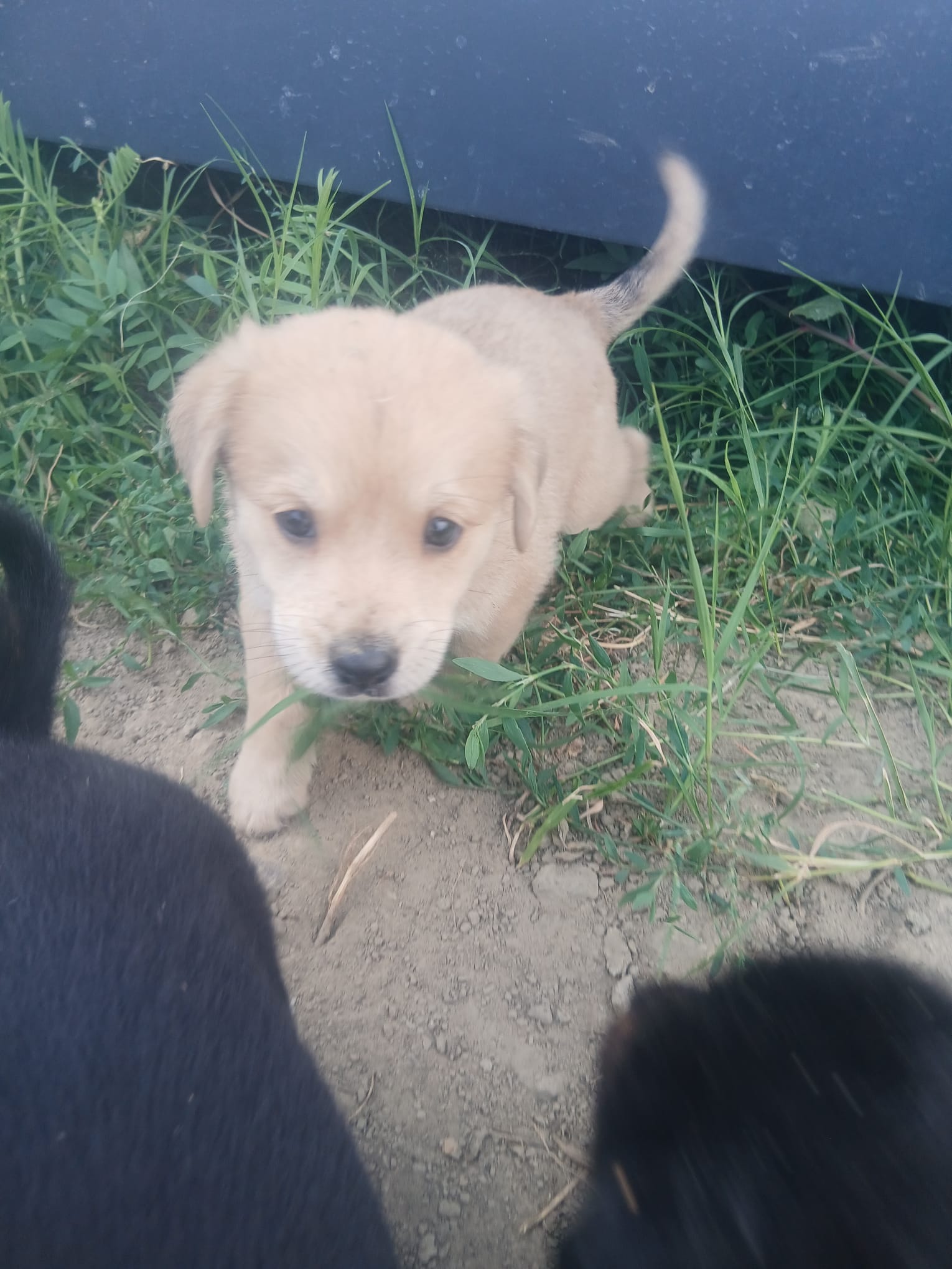 Isha 🐕