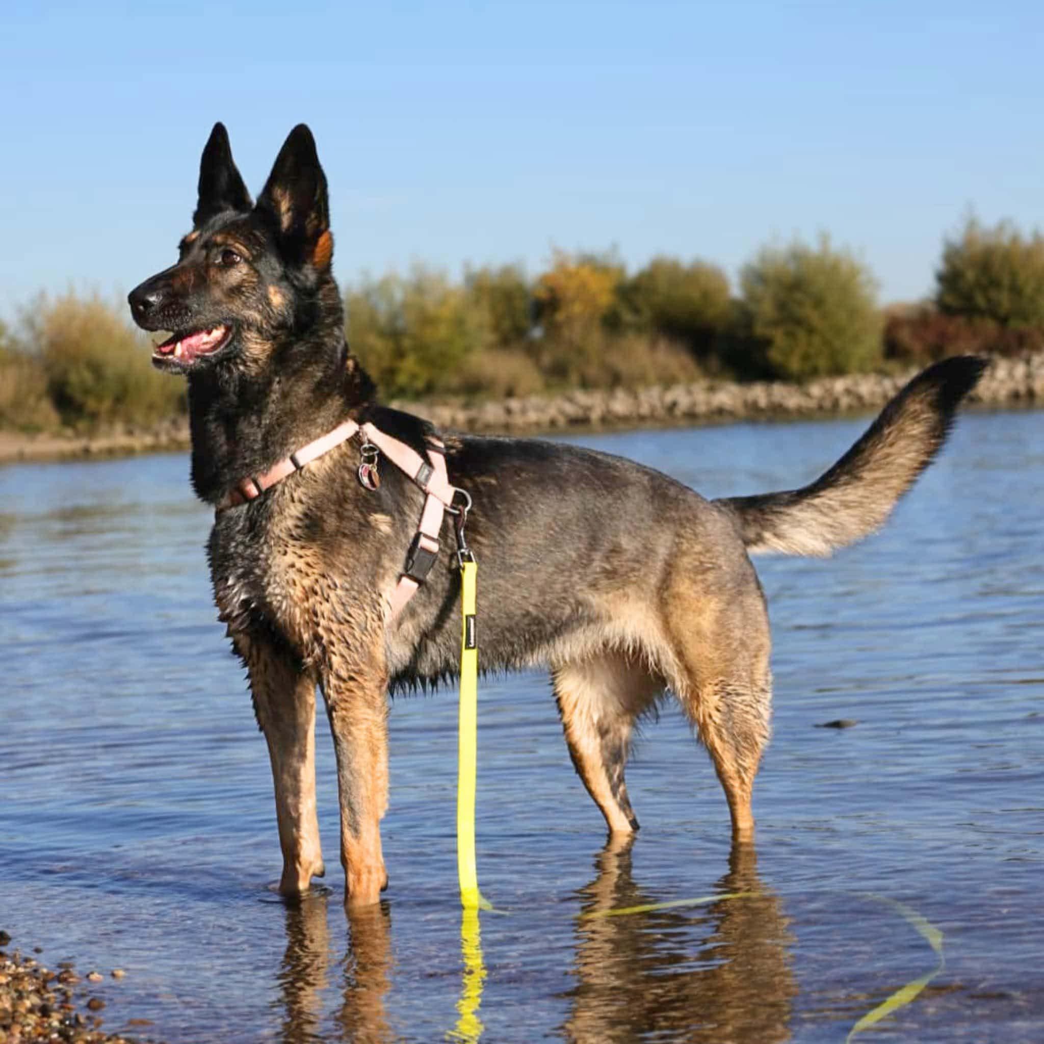 Kiana🐾wartet in 67550