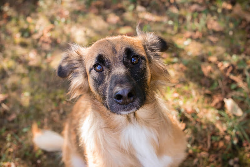 Cora