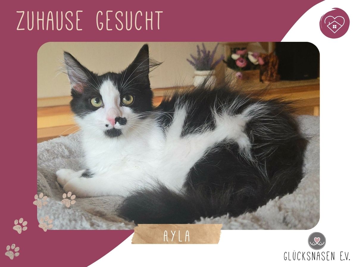 Ayla sucht ihre Menschen