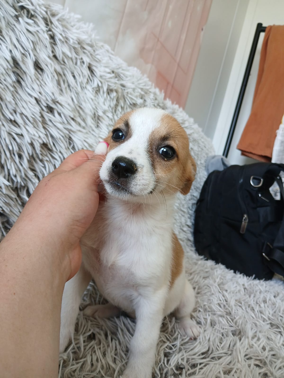 🌸Liebes Welpenmädchen Caramel🌸