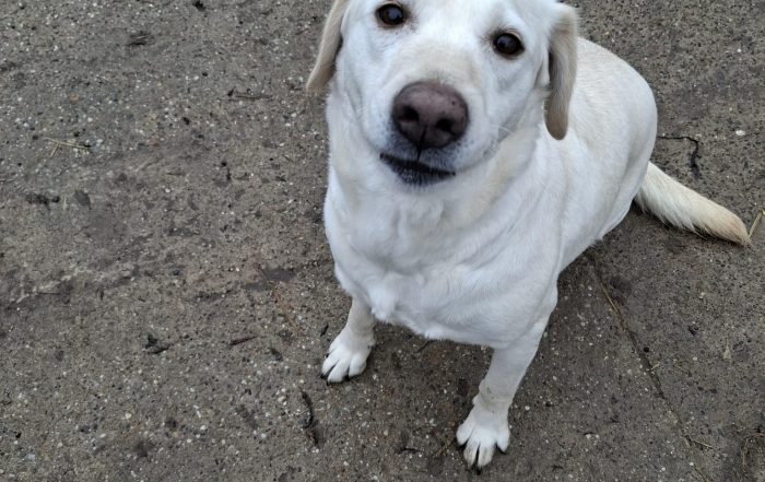 Labrador Hündin Cantata