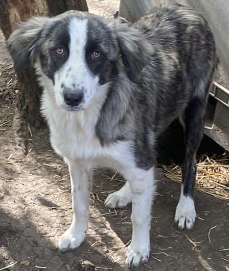 Maya