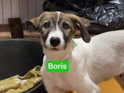 Boris