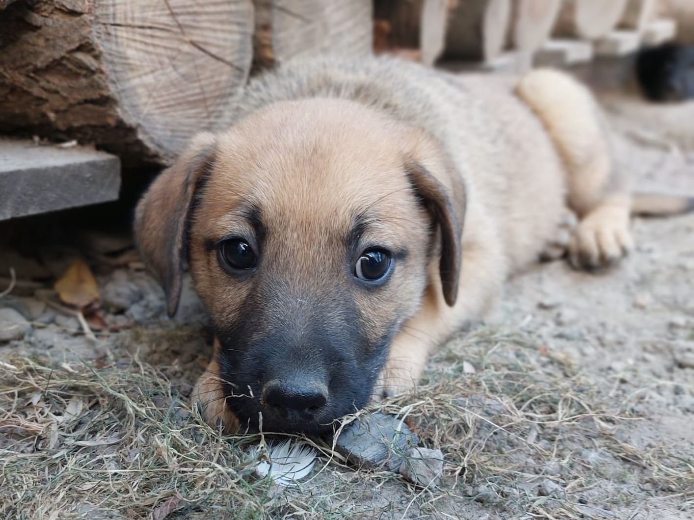 Emett 🐾🐕