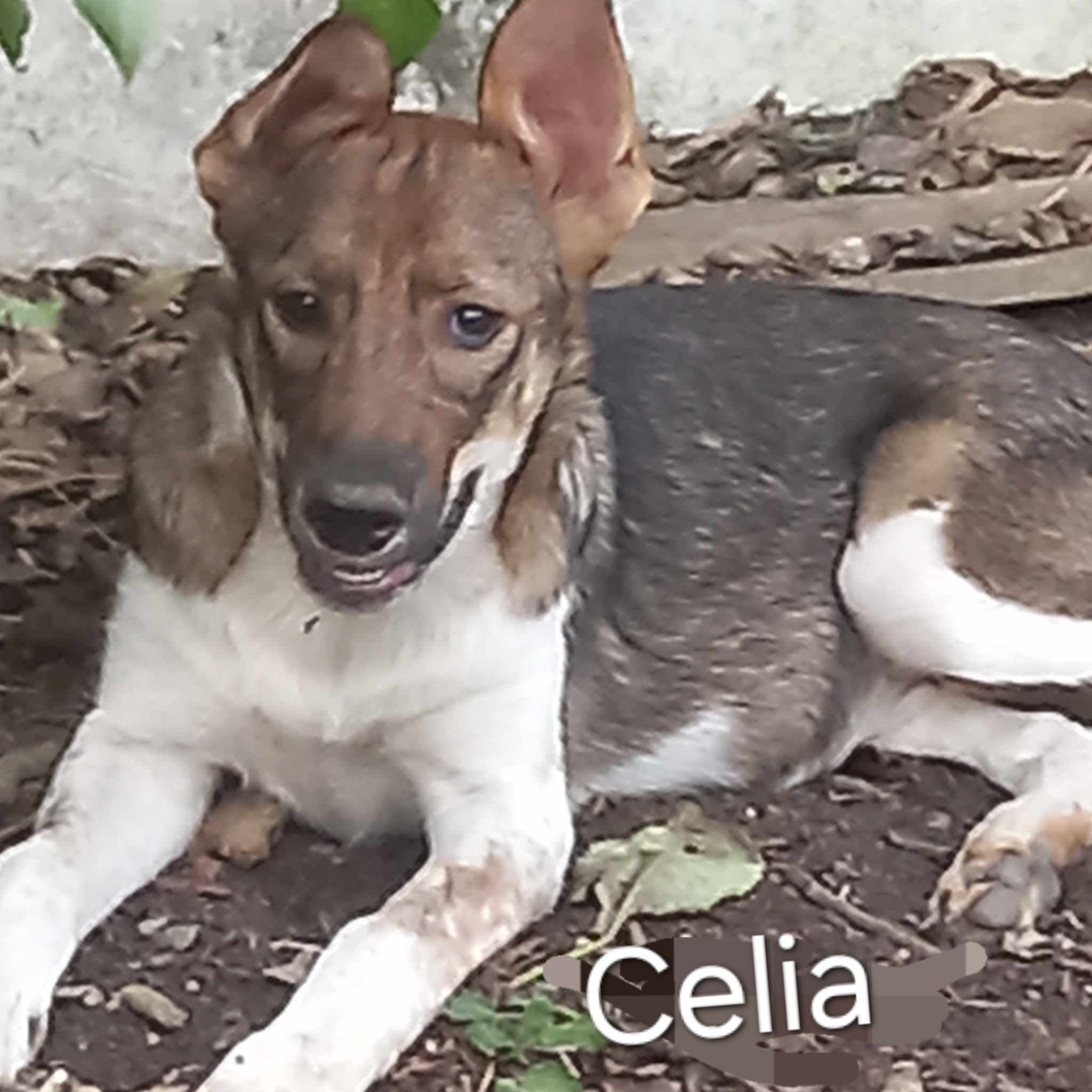 Celia