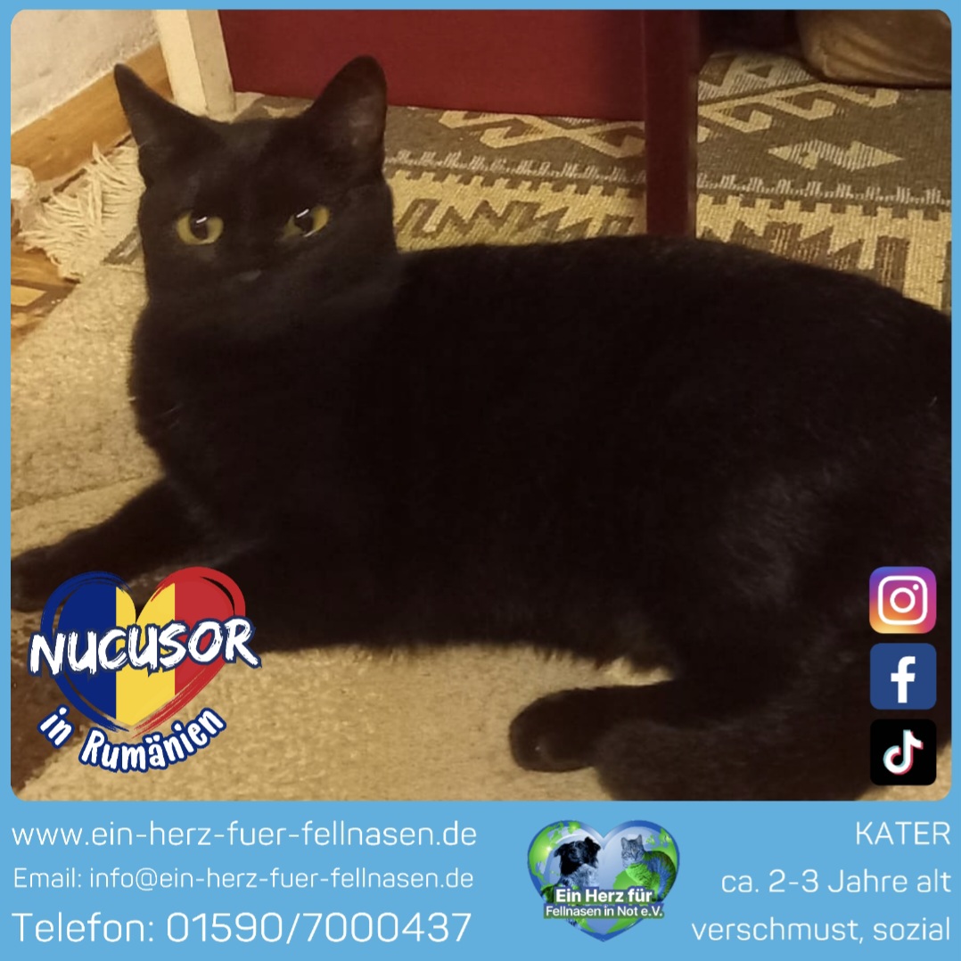 ❣️ Nucusor ❣️ Freigang❣️