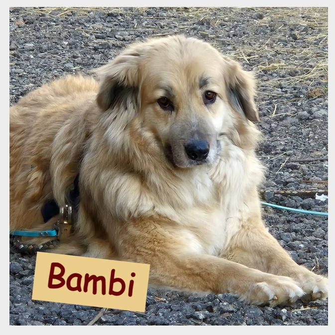 Bambi