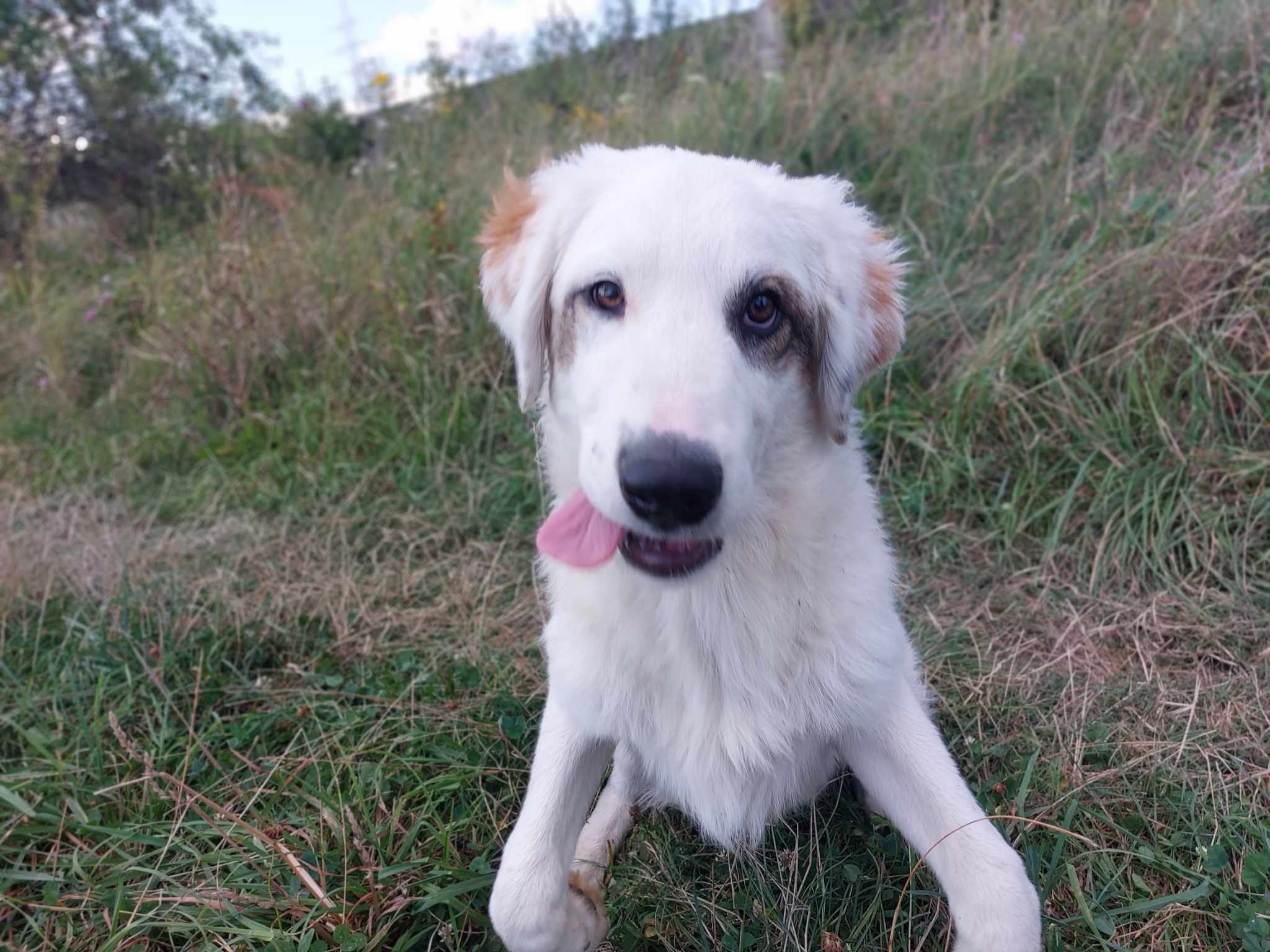Orion 🐾🐕