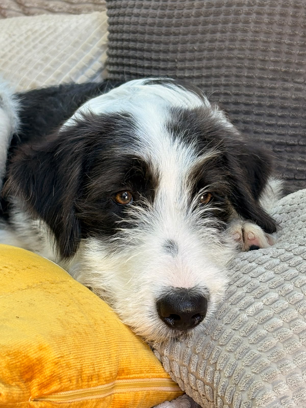 Lilly