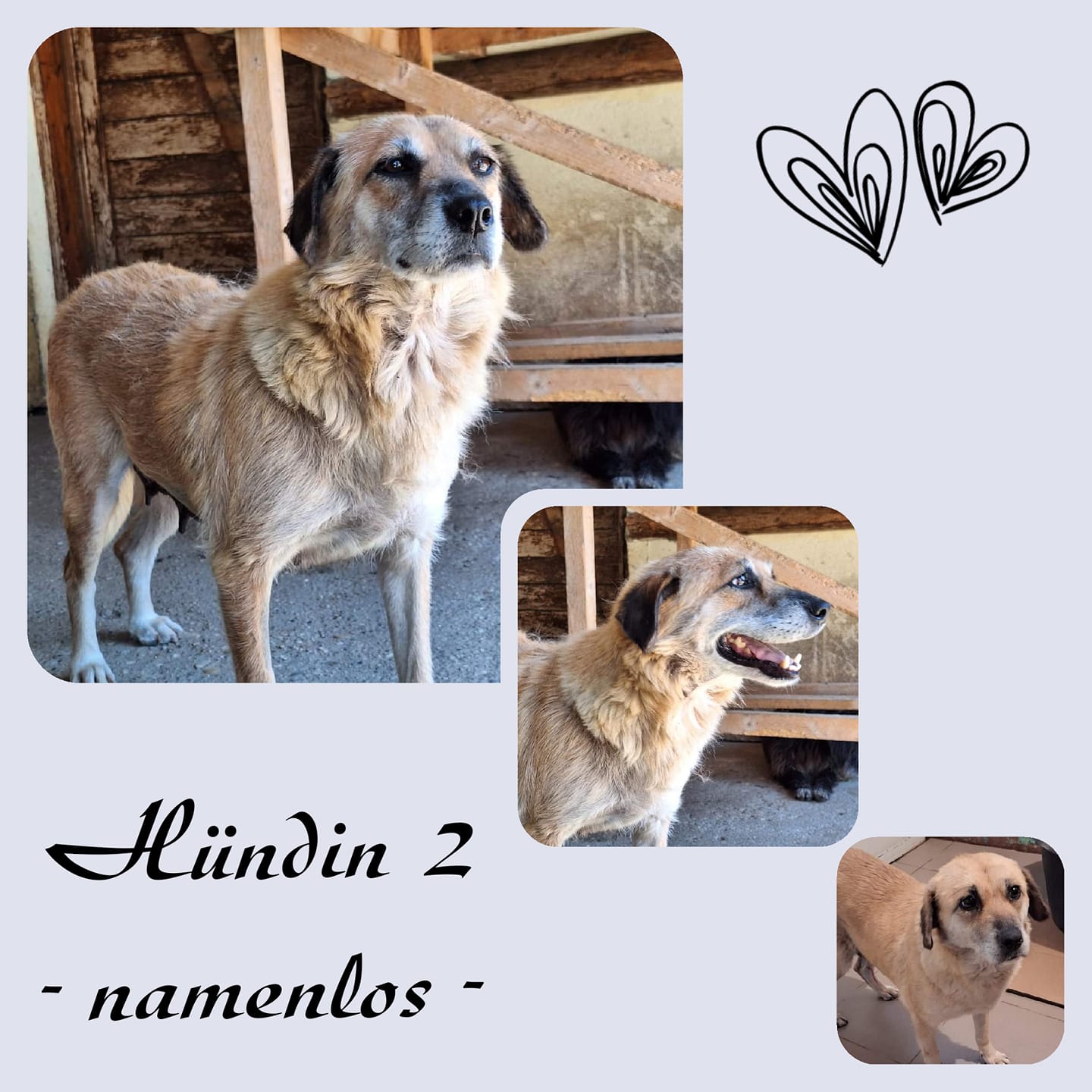 Hündin ESME