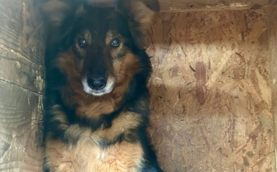 Malua