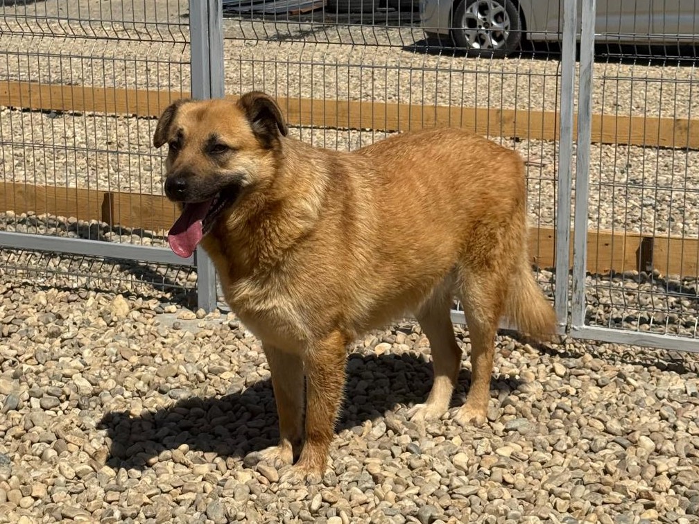 🆘Foxy🦊braucht Hilfe🙏