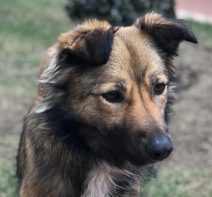 Lassie
