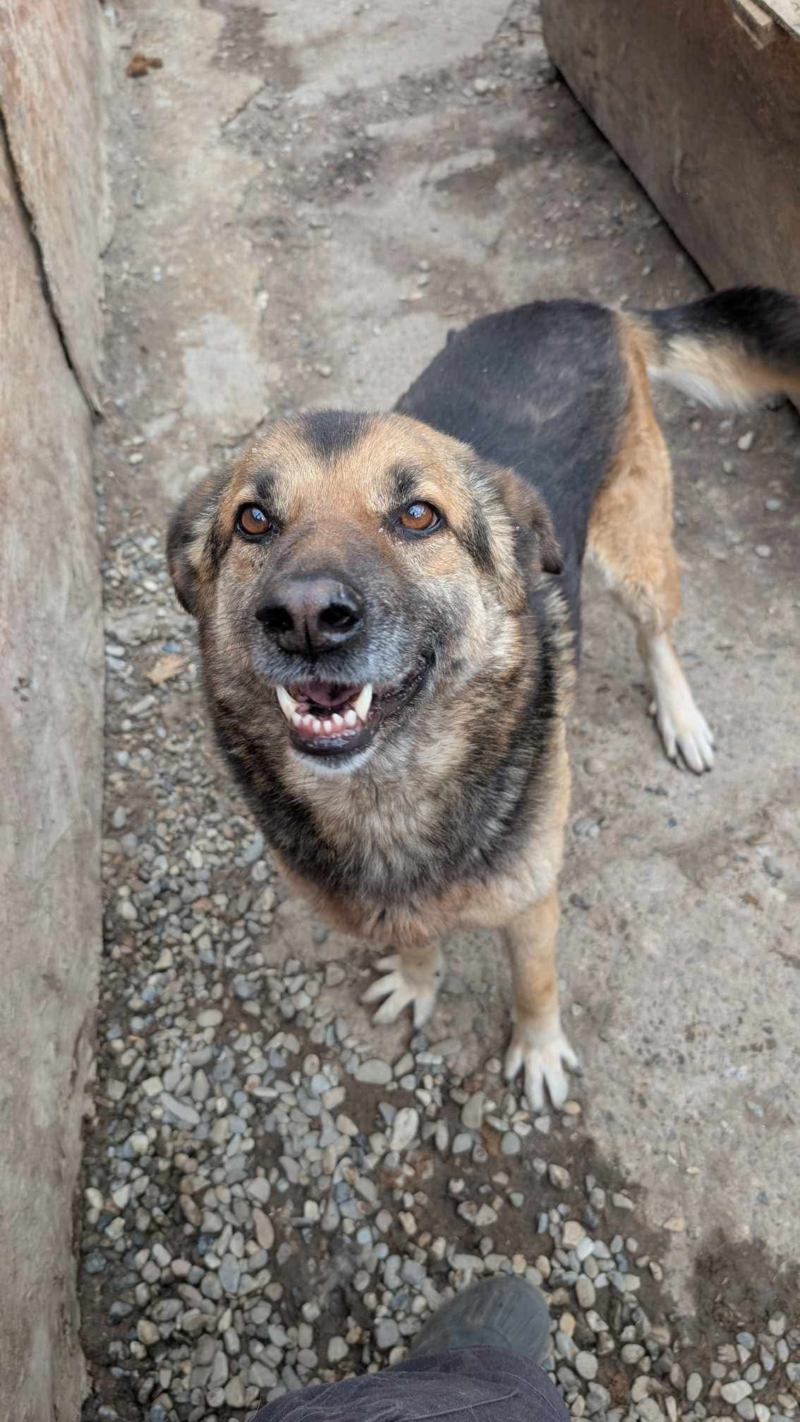 Sammy