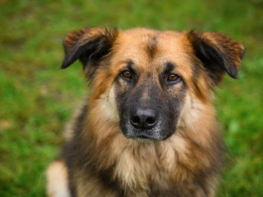 Joschi