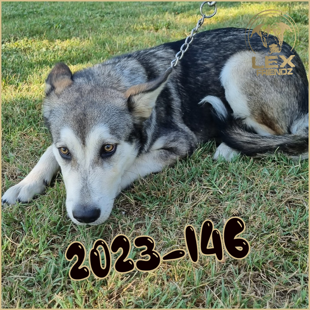 2023-146