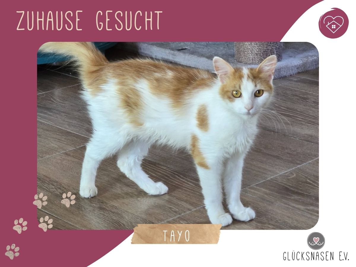 Tayo wartet auf seine Dosis