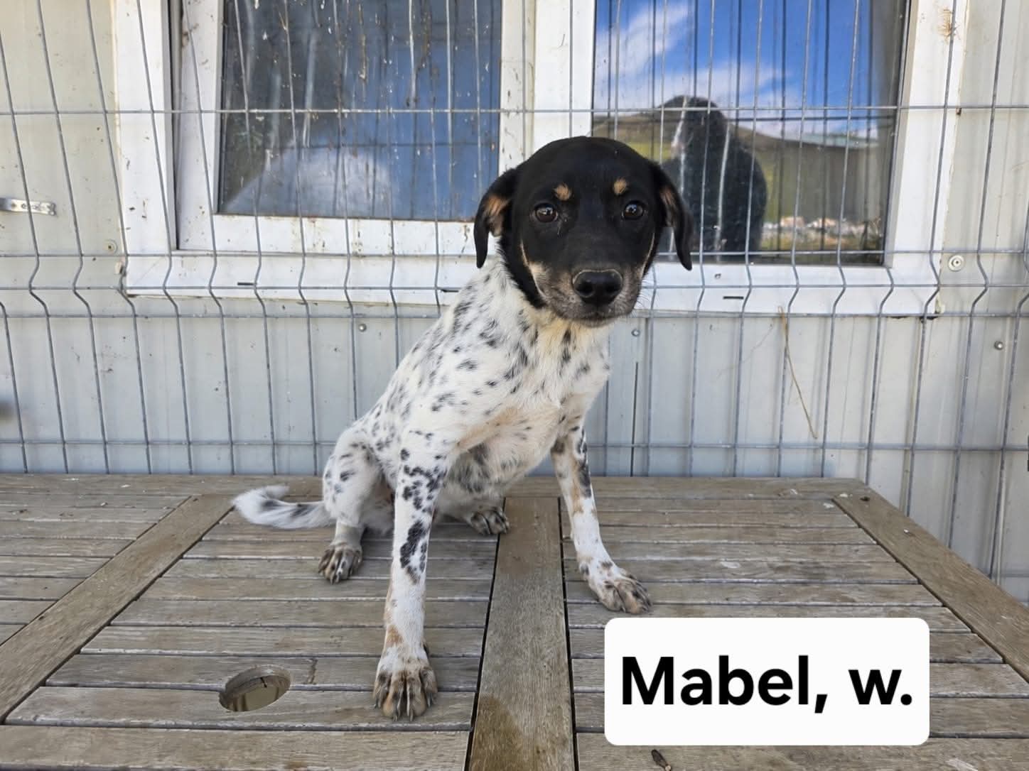 Mabel - wunderschön ❤️