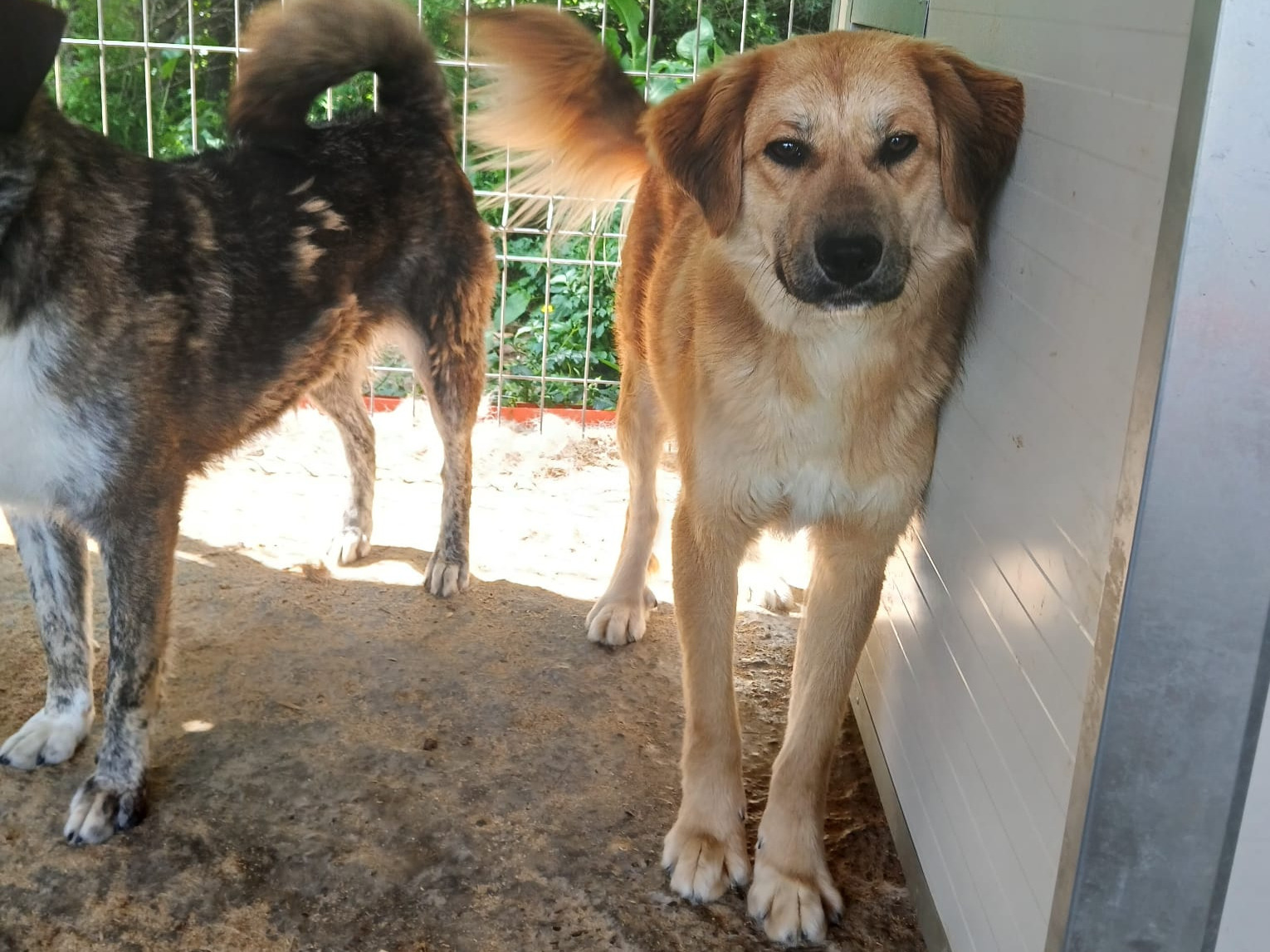 🆘Verspielter Junghund Rusty🆘