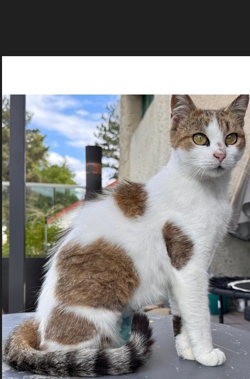 🌺Einzelkatze Julia🌺