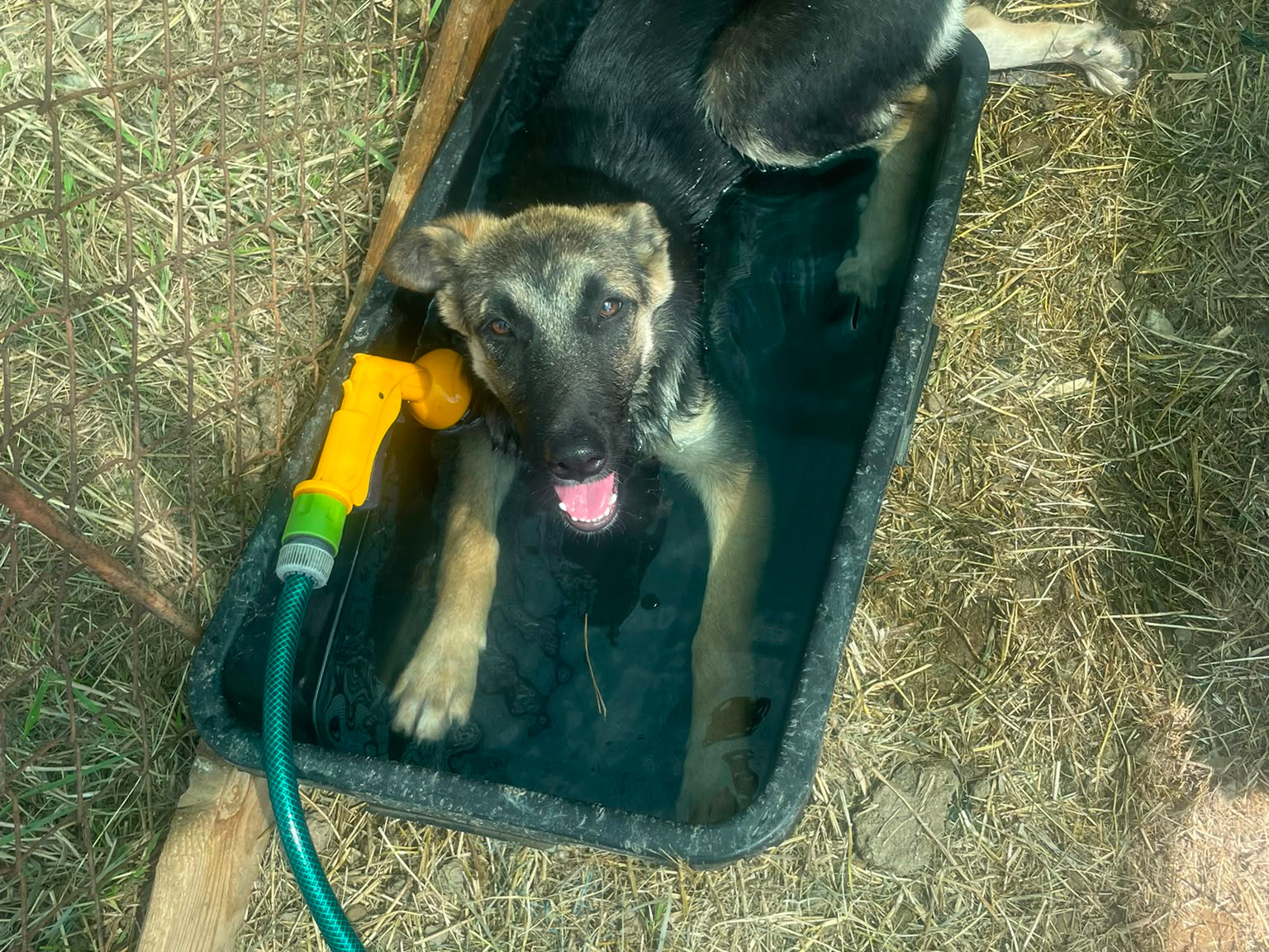 ❤️Süßes Welpenmädchen Luisa❤️