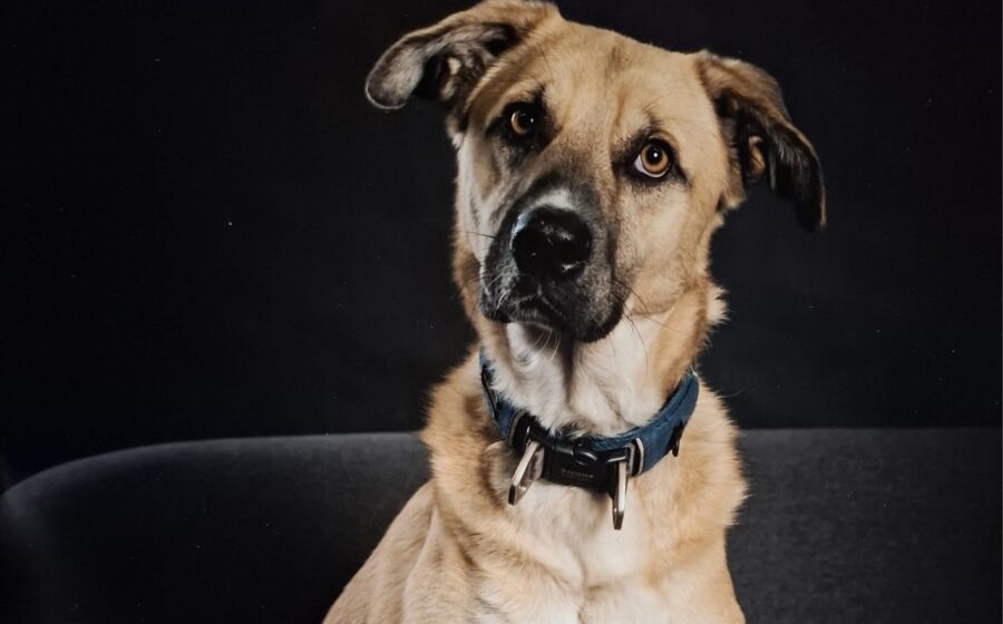 Max