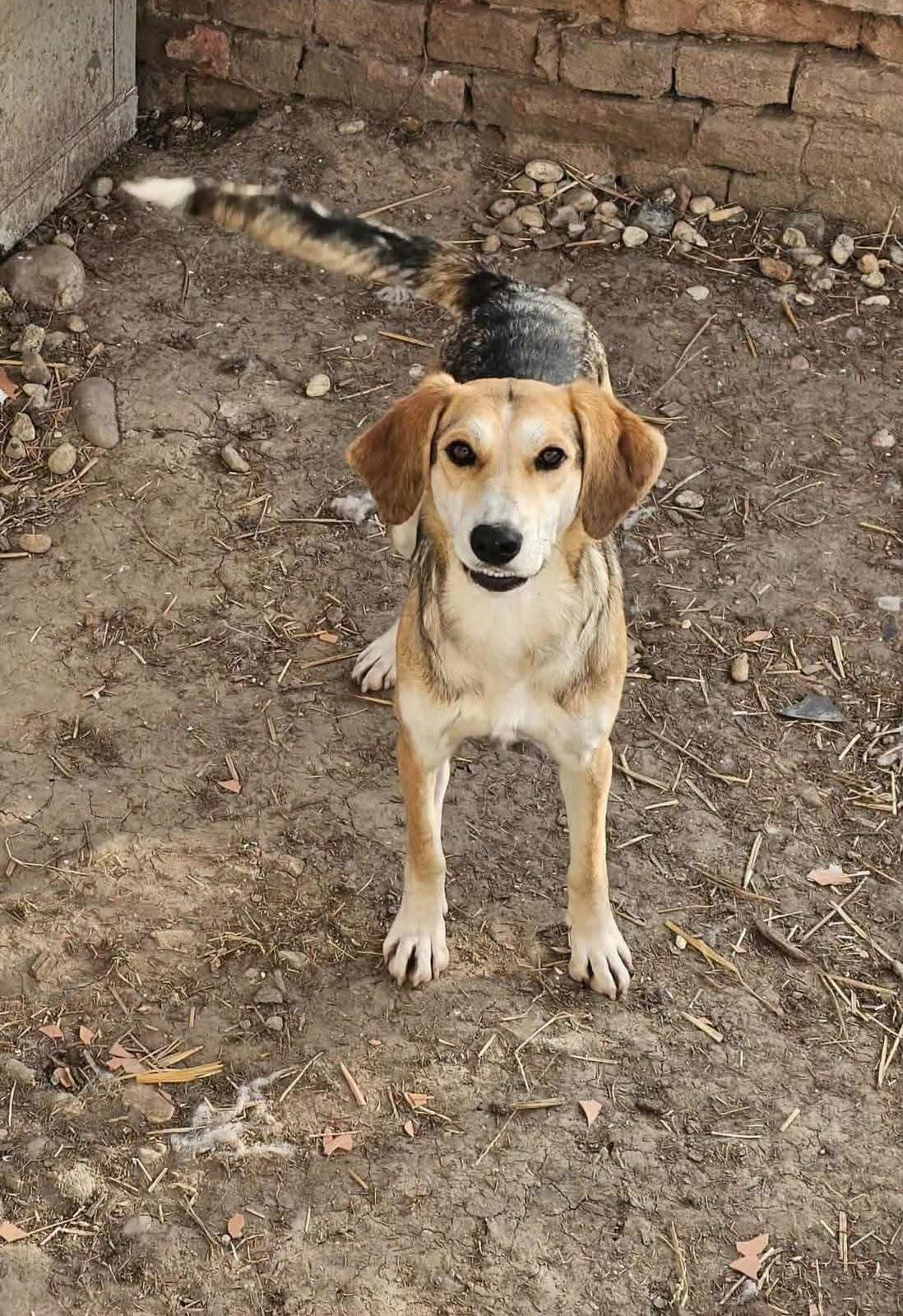 Laika