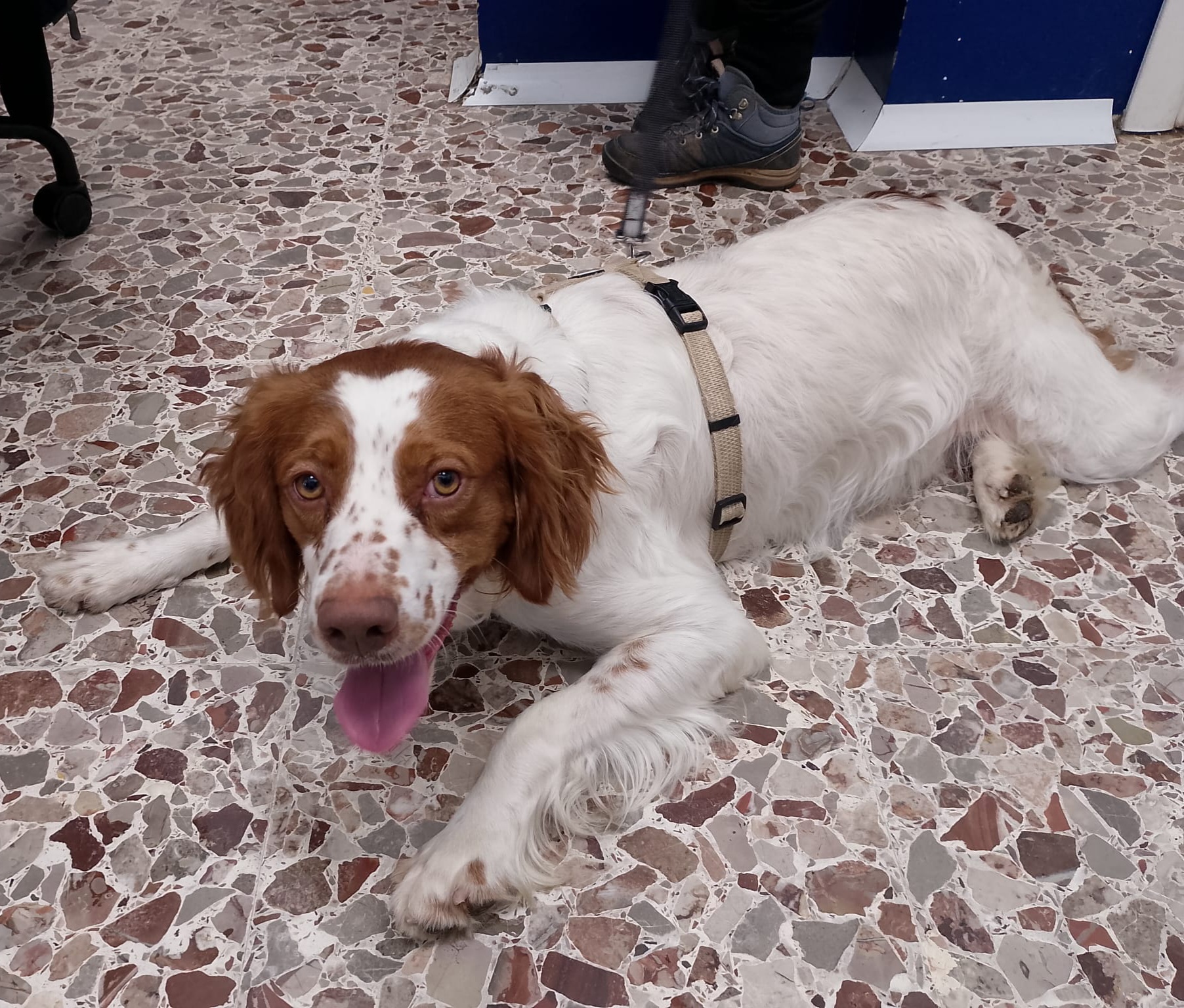 Luca