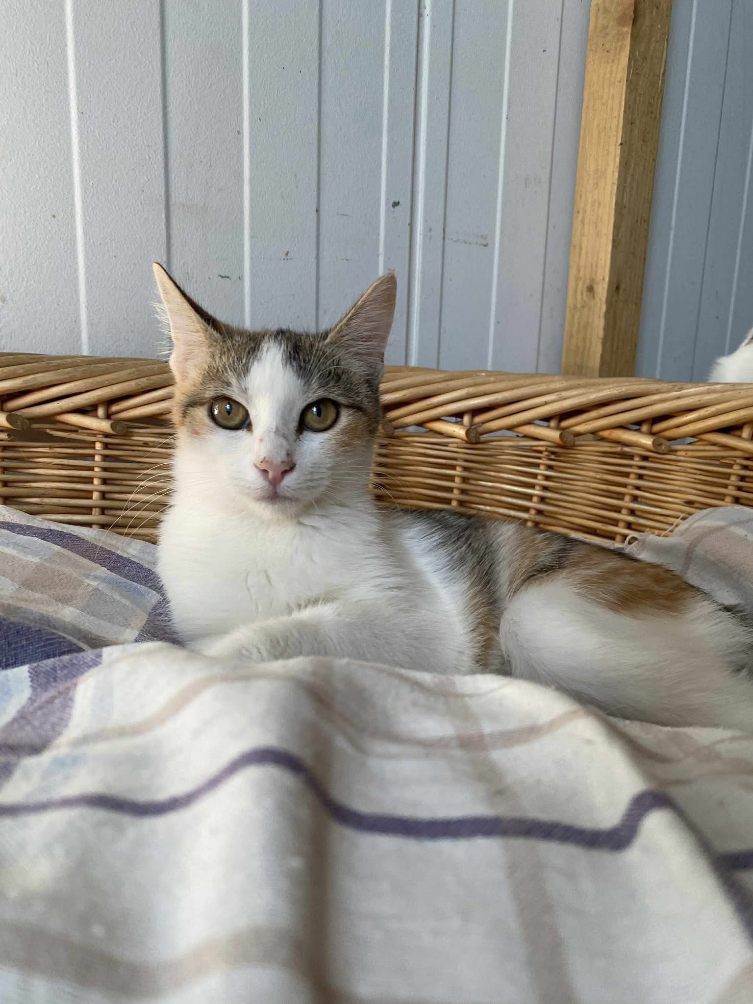 Minka 🐾😺