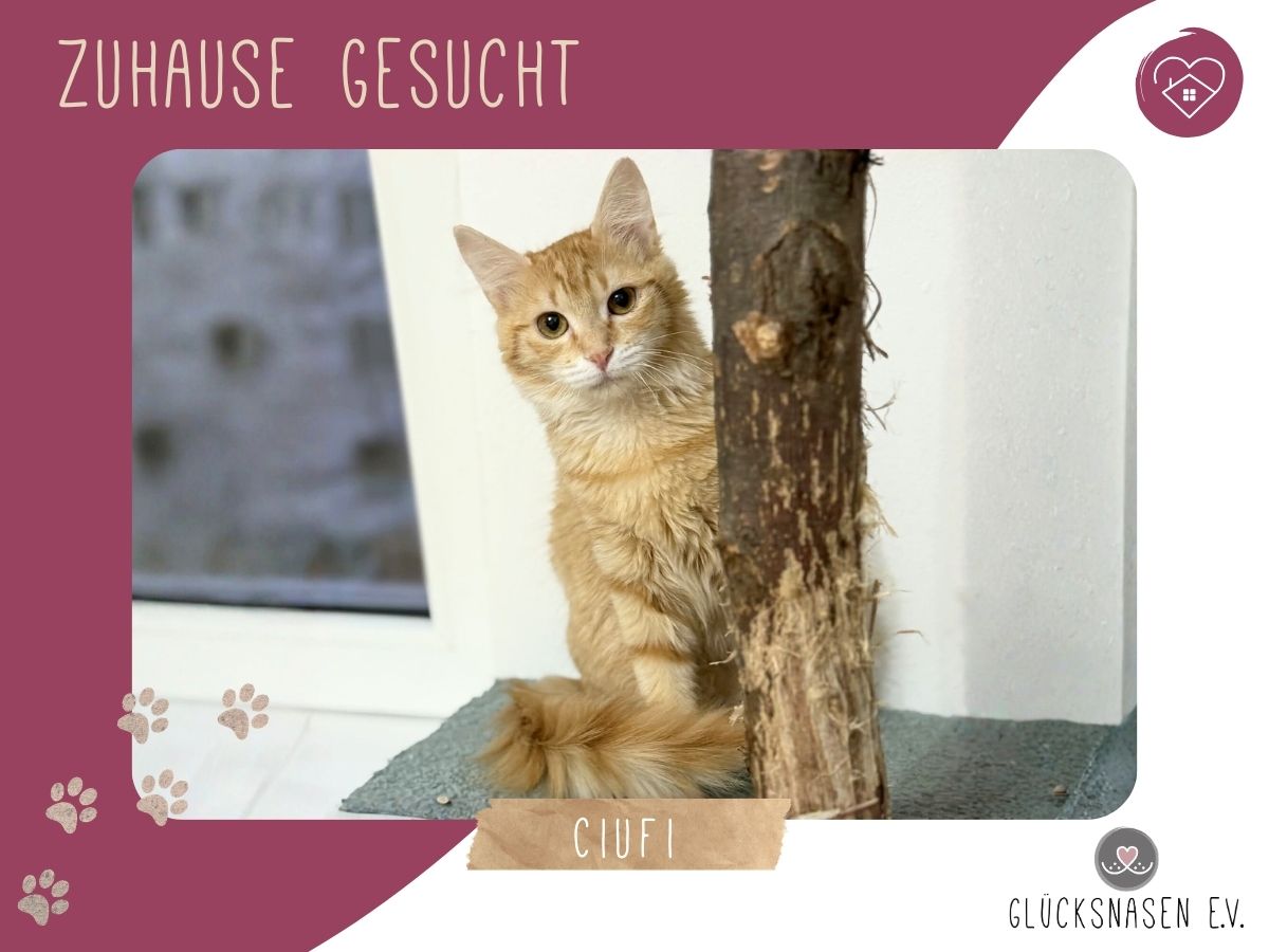 Ciufi möchte Dein Herz erobern