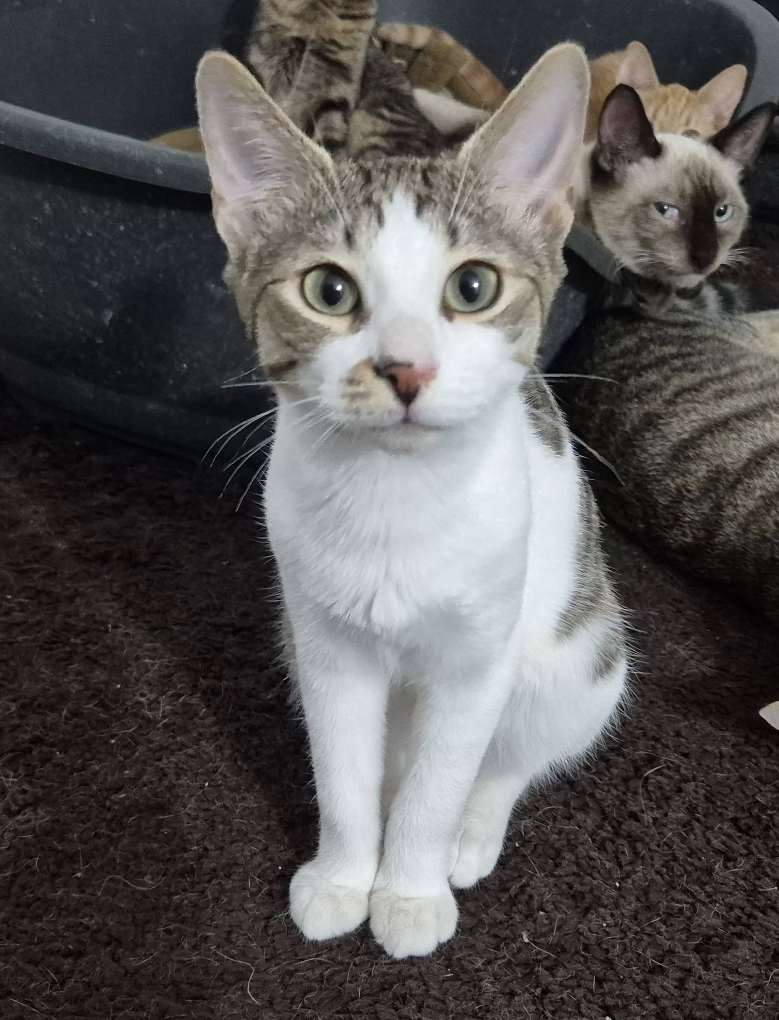 Junger Kater Ludwig