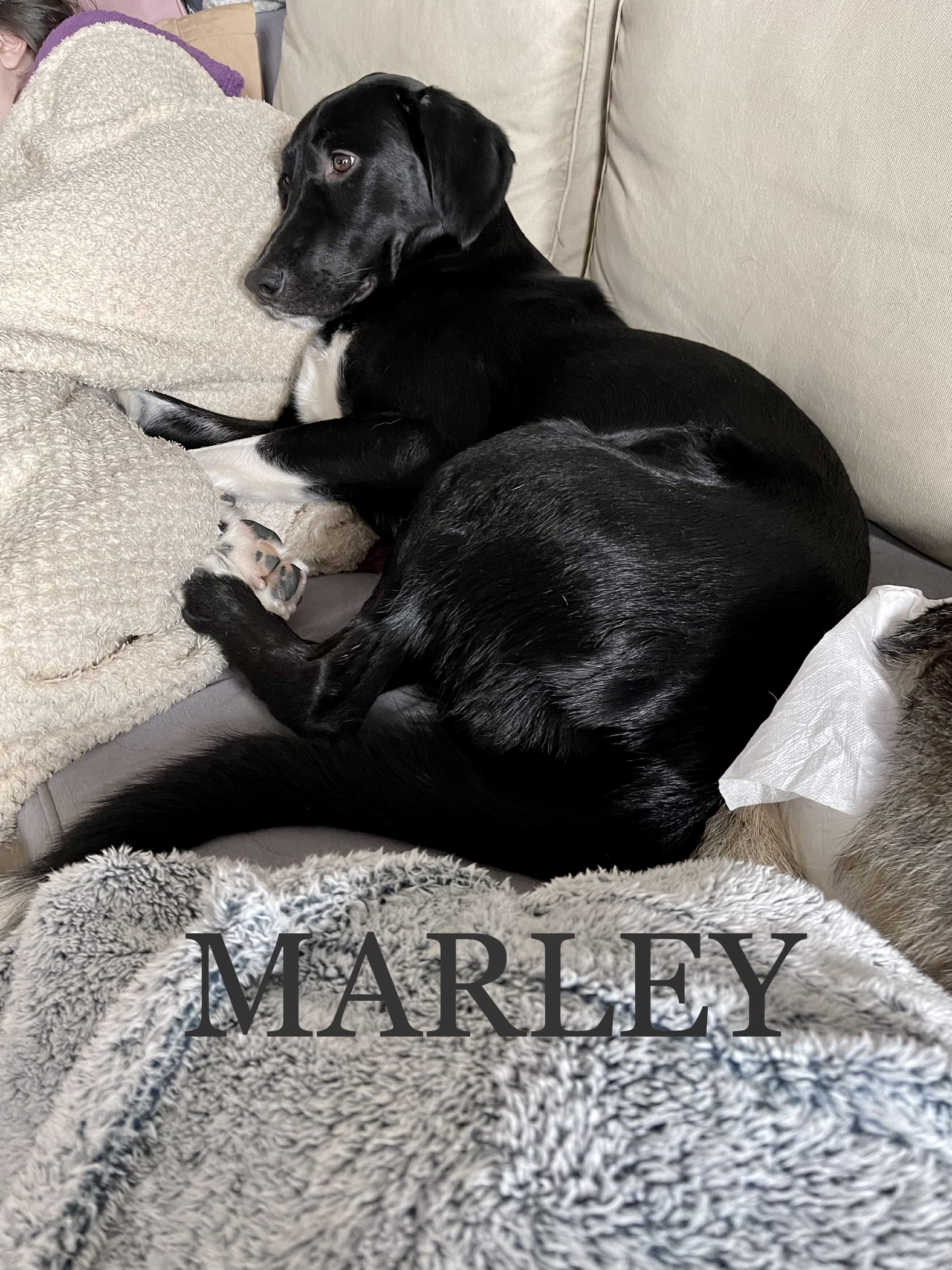 MARLEY