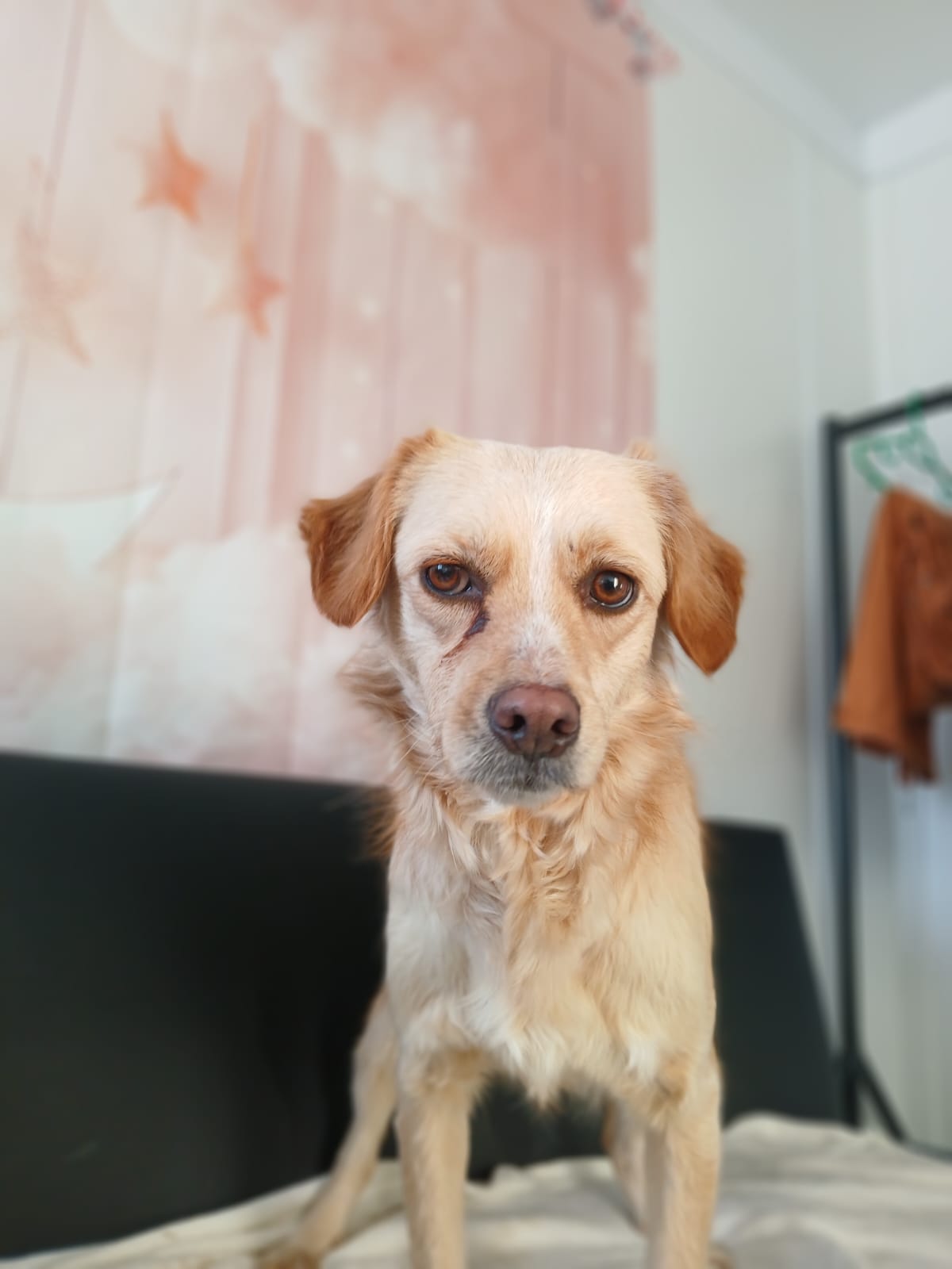 🌸Zarte Junghündin Camellia🐾