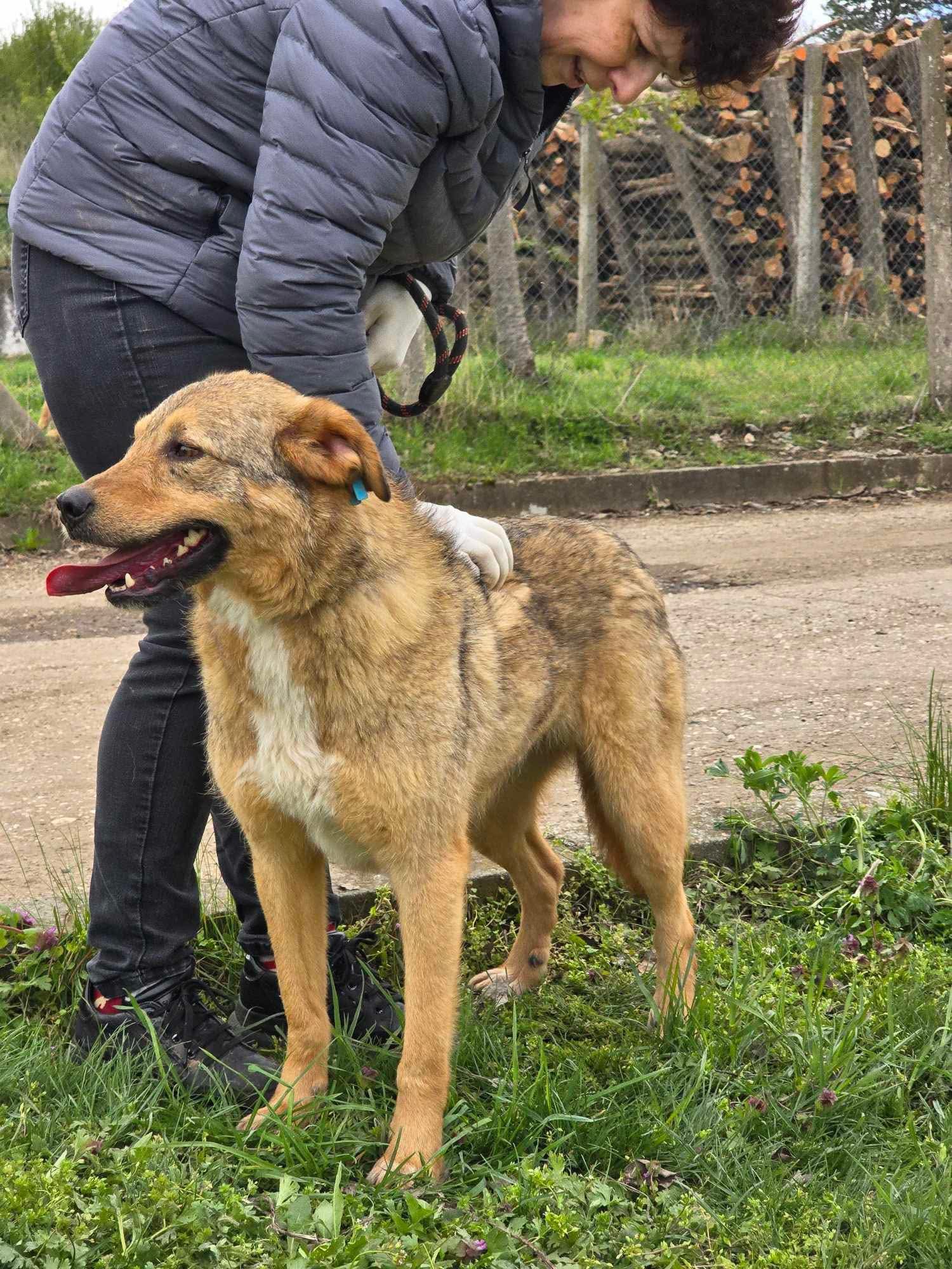 Schäfi Mix "Ada" ❤
