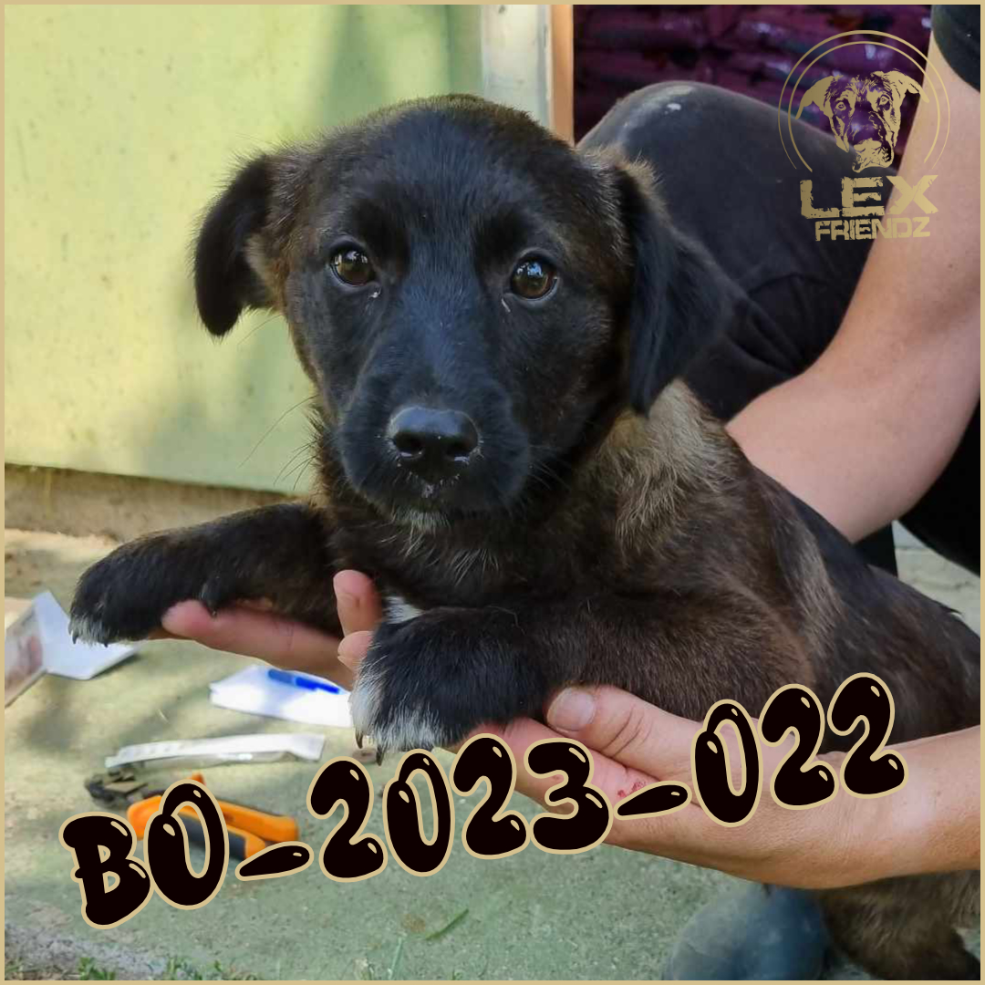 BO-2023-022