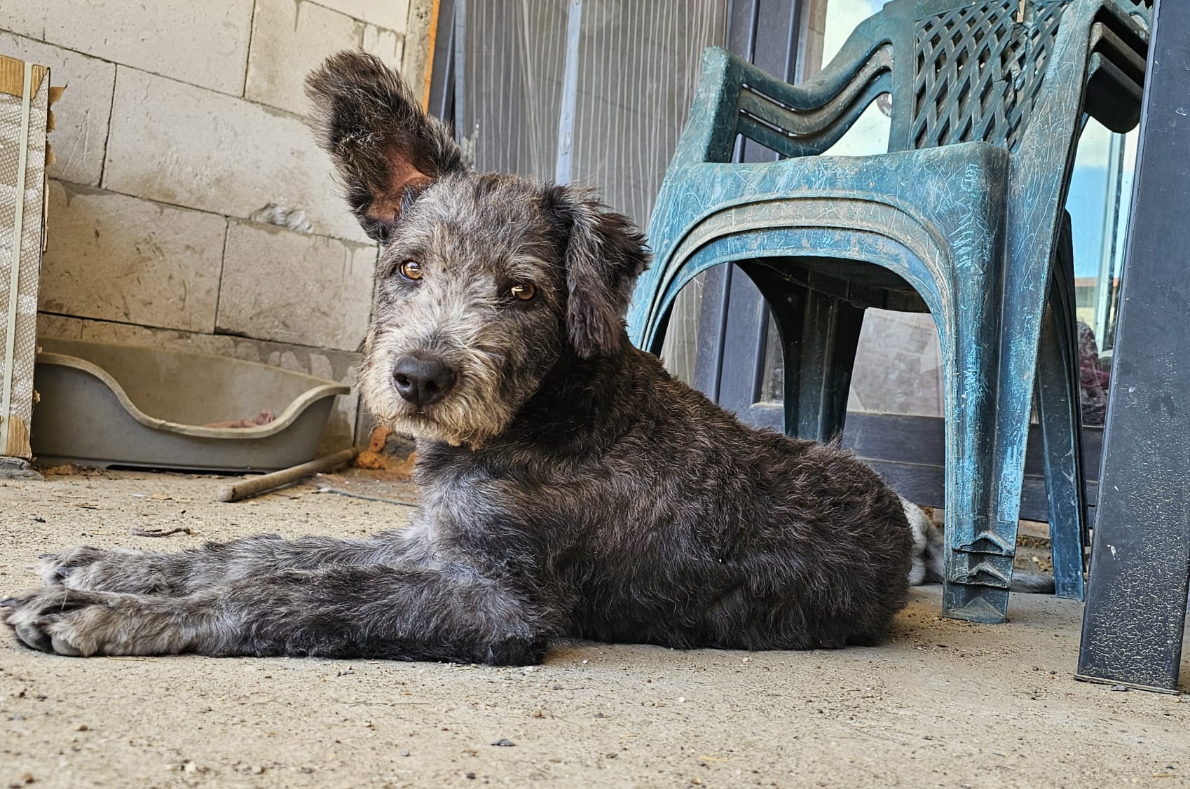 Amadeus 🐕