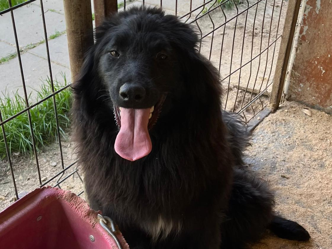 ❤️Junghundmädchen Soot❤️