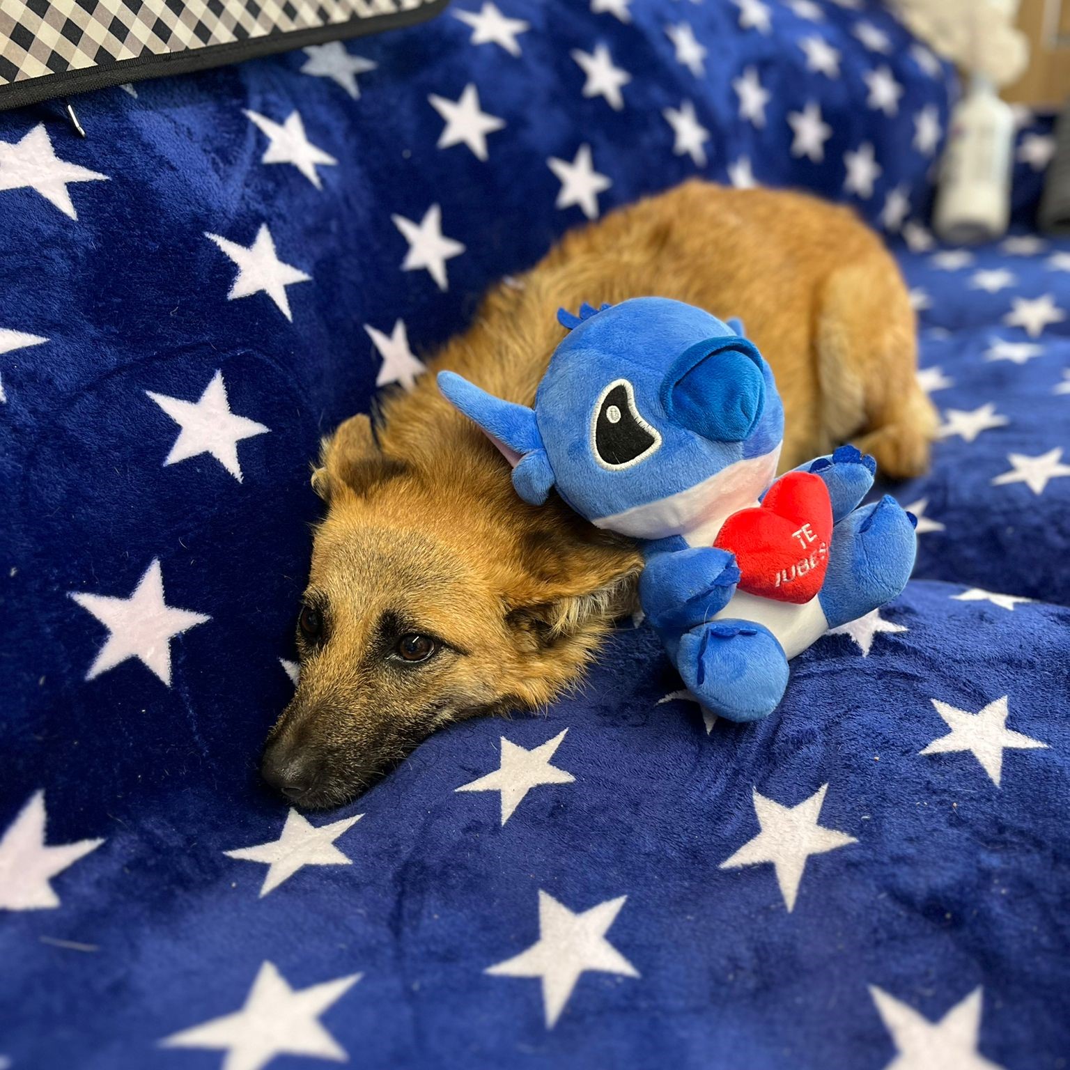 Tamika 🐾