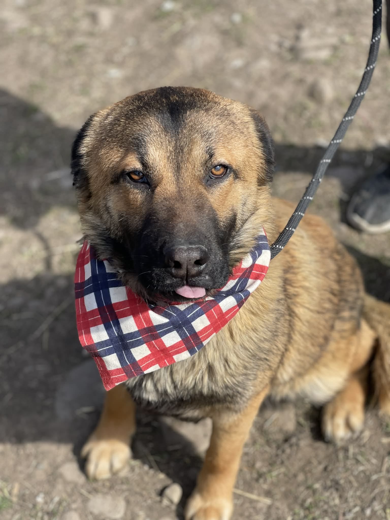 Holly 🐾🐕